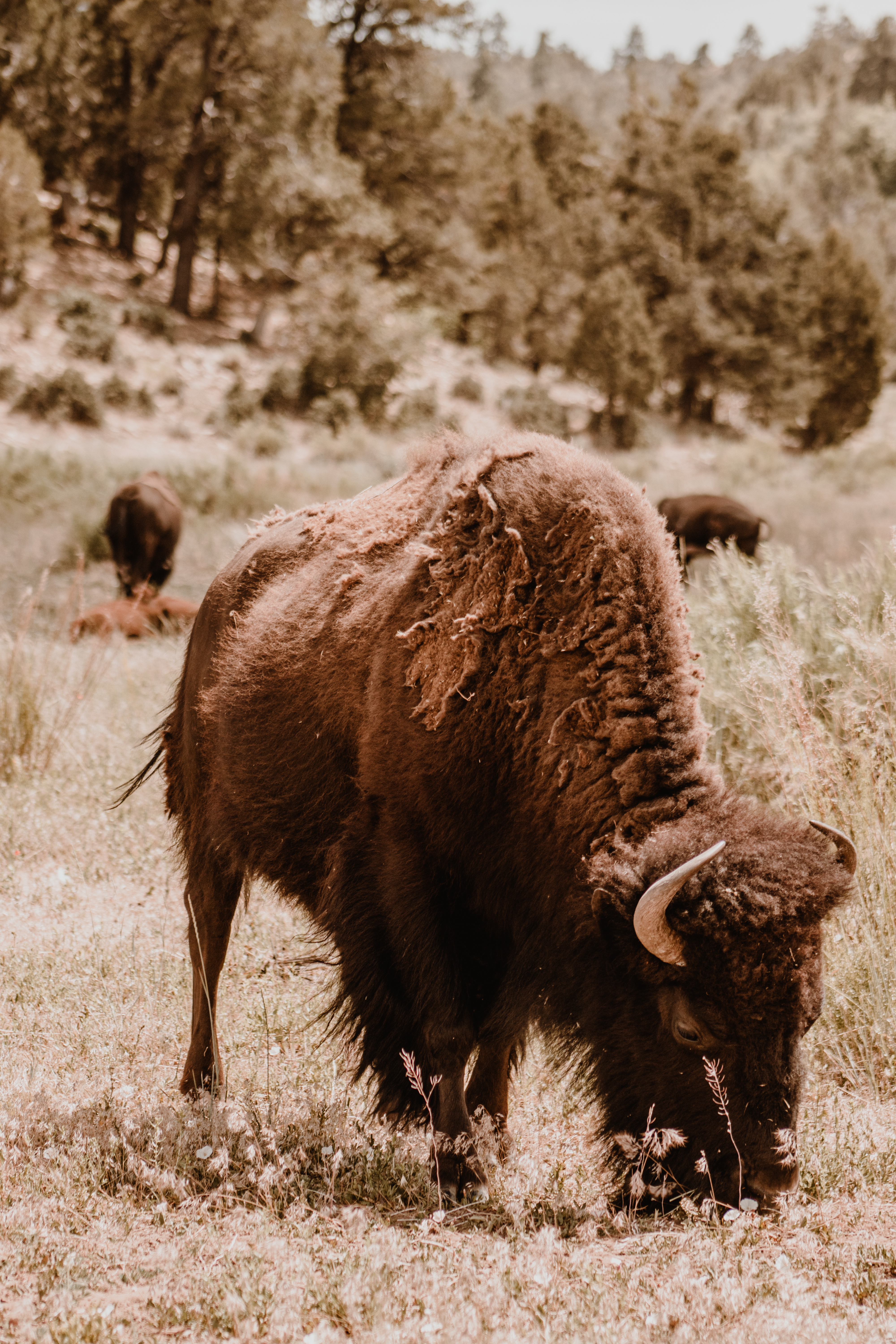 Buffalo (canvas)